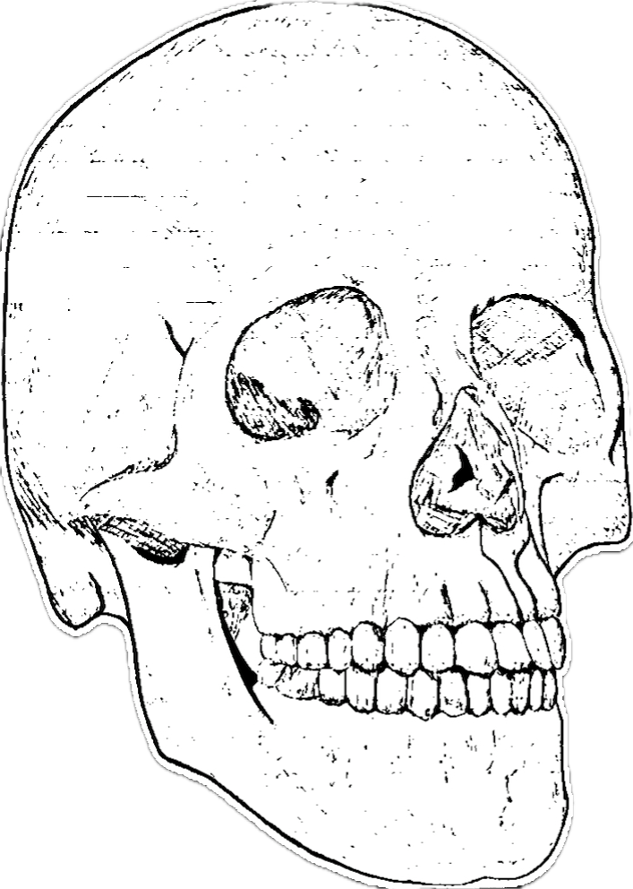 skull